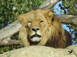 Tiergarten Schönbrunn am 20.10.2025